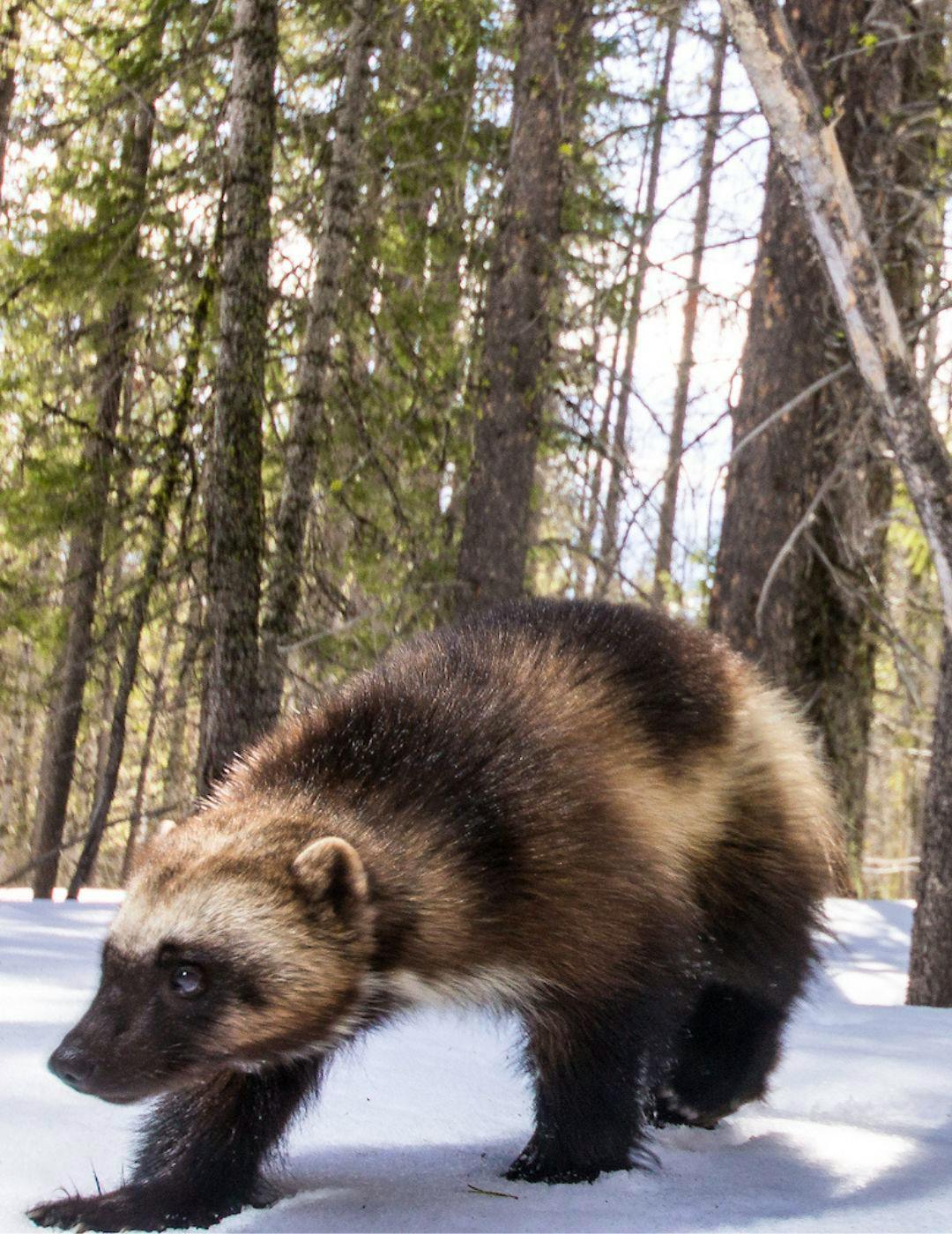 WOLVERINE #4 JAN BAZALDUA STORMBREAKERS VAR