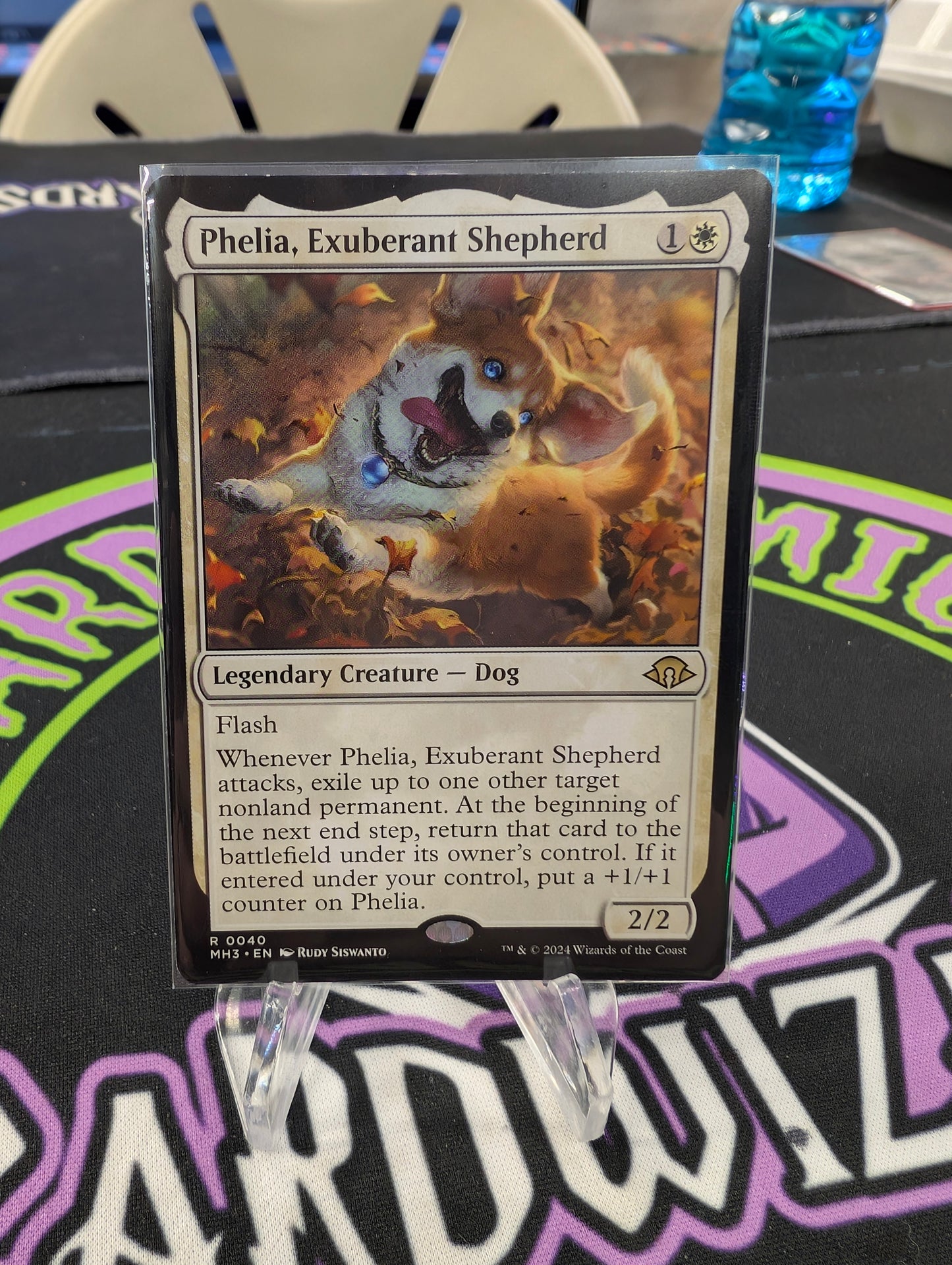 Phelia, Exuberant Shepherd